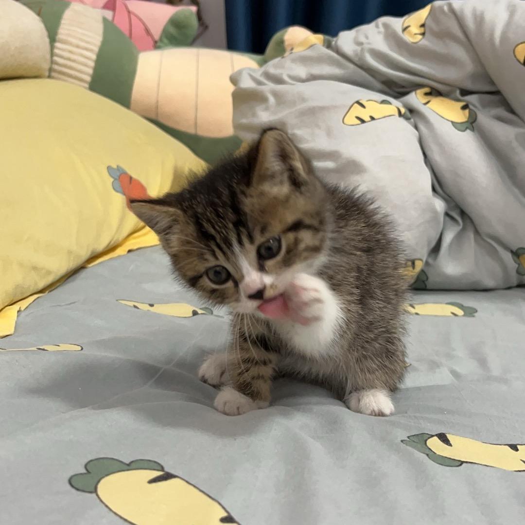 猫咪张土豆🐱