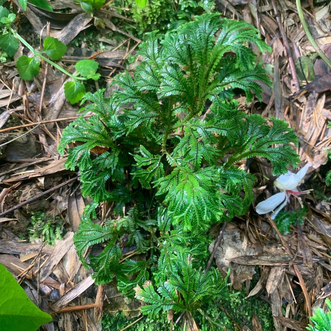 芬芳馥郁（分享号）