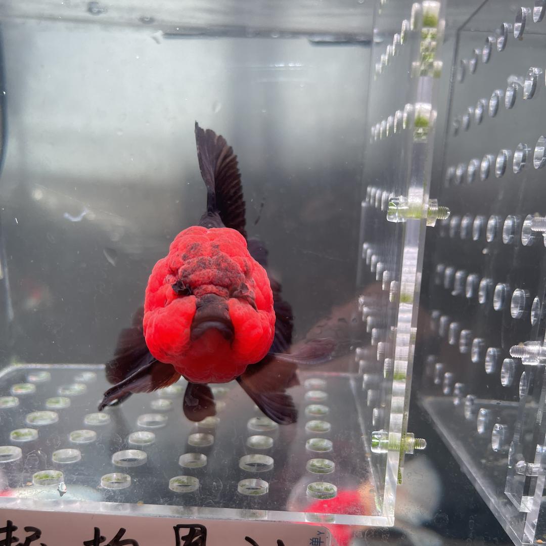 小煜鱼场