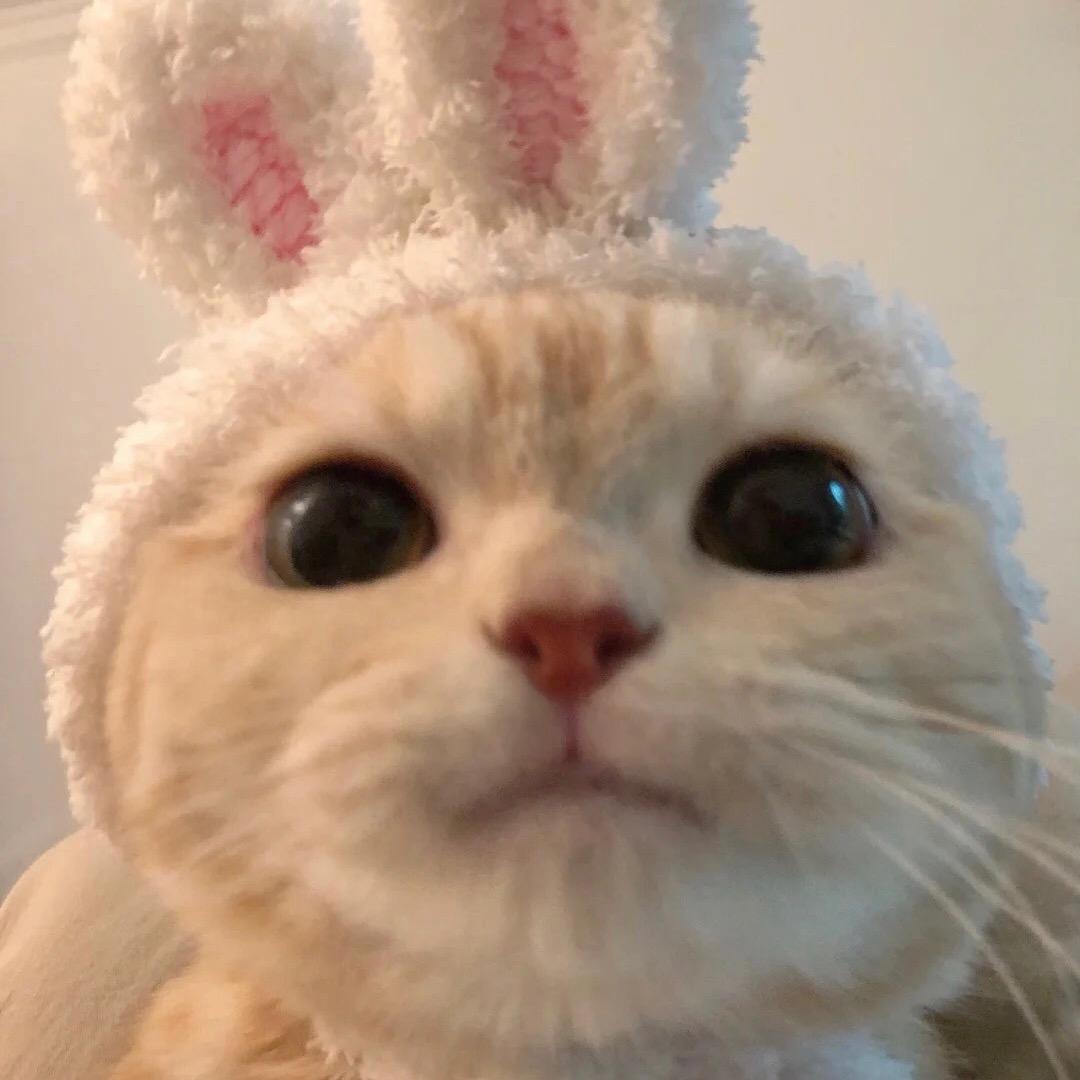 肥肥不是李哈哈