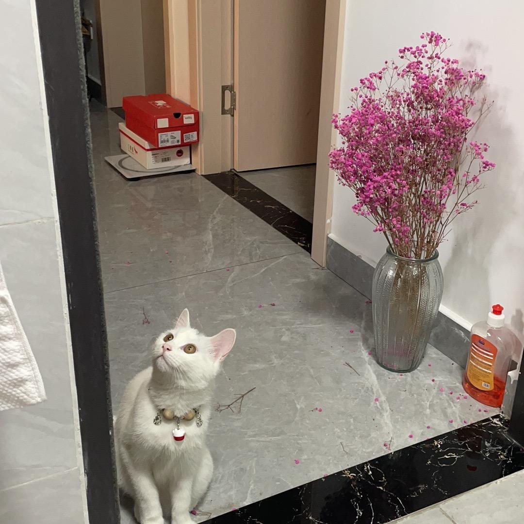 a请叫我草莓姑娘（减肥中）