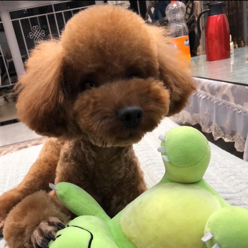 🐾 🐶COCO麻麻要努力