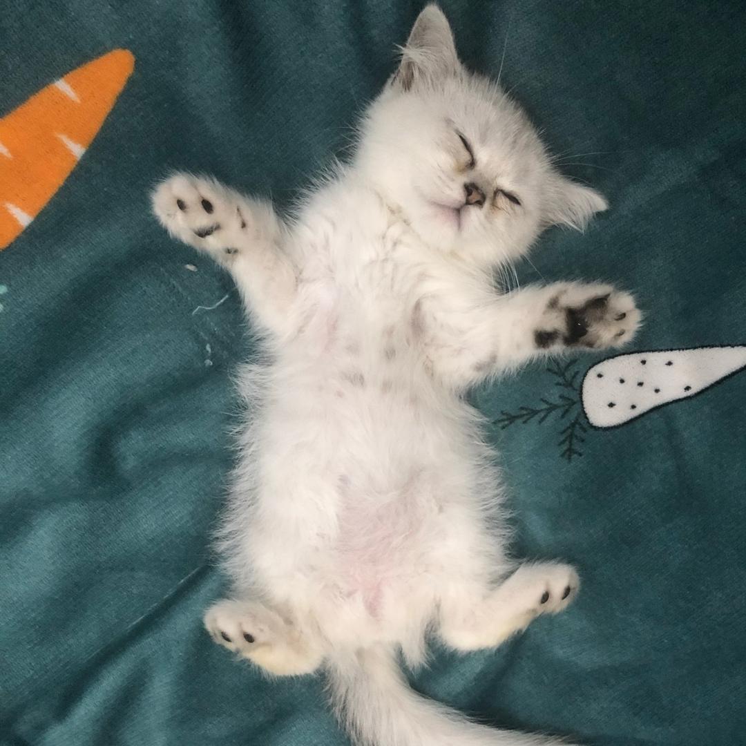 小杨不喝牛奶