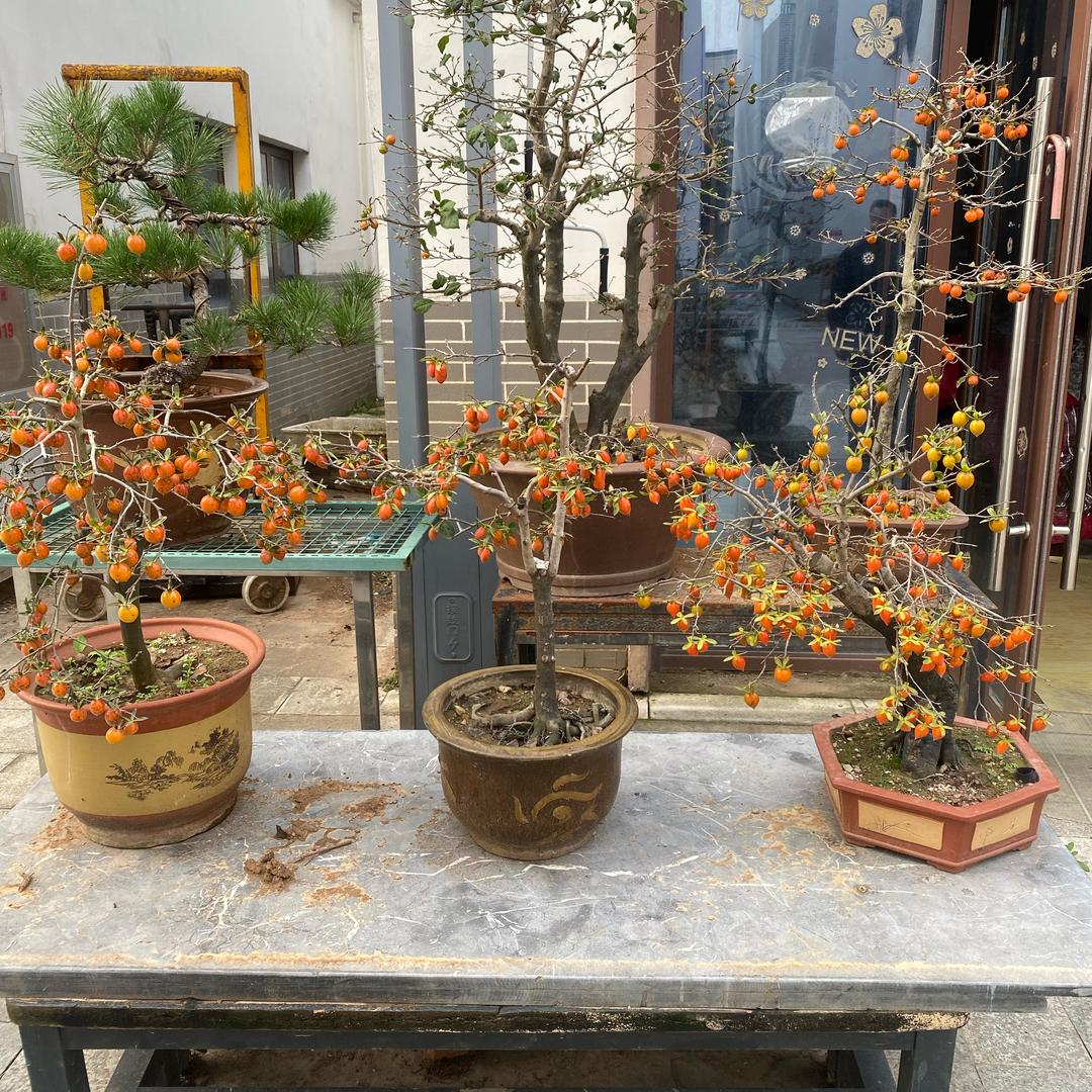 沫沫花坊，依石无忧
