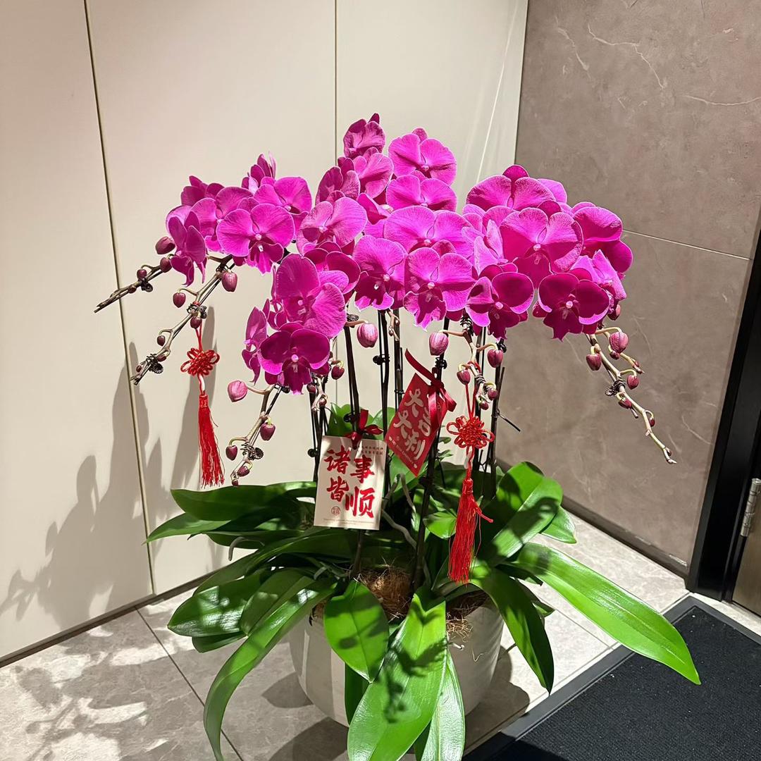 ‘’桃桃乌龙‘’