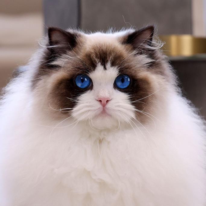 云霞布偶(小悦）