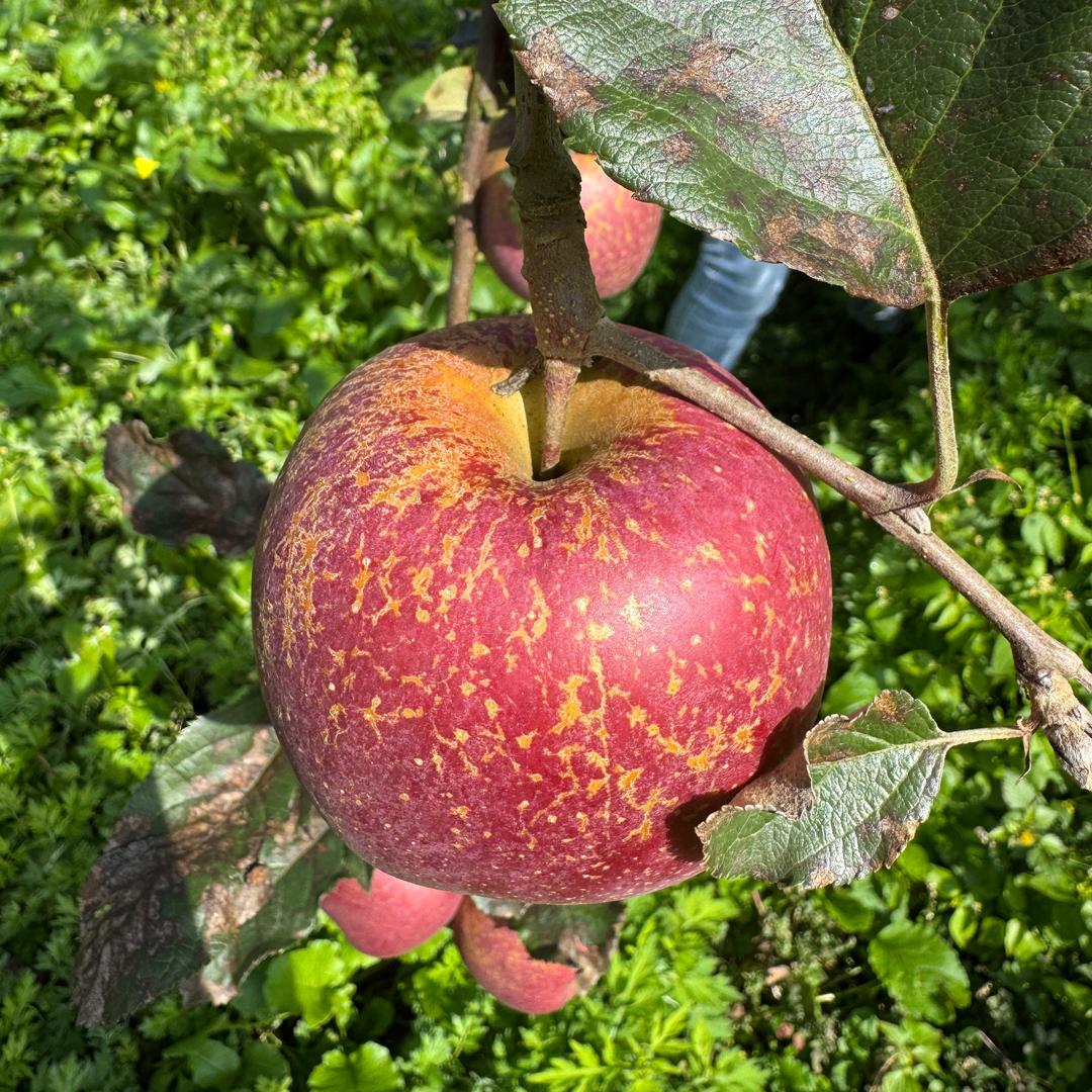 云南小五在田间