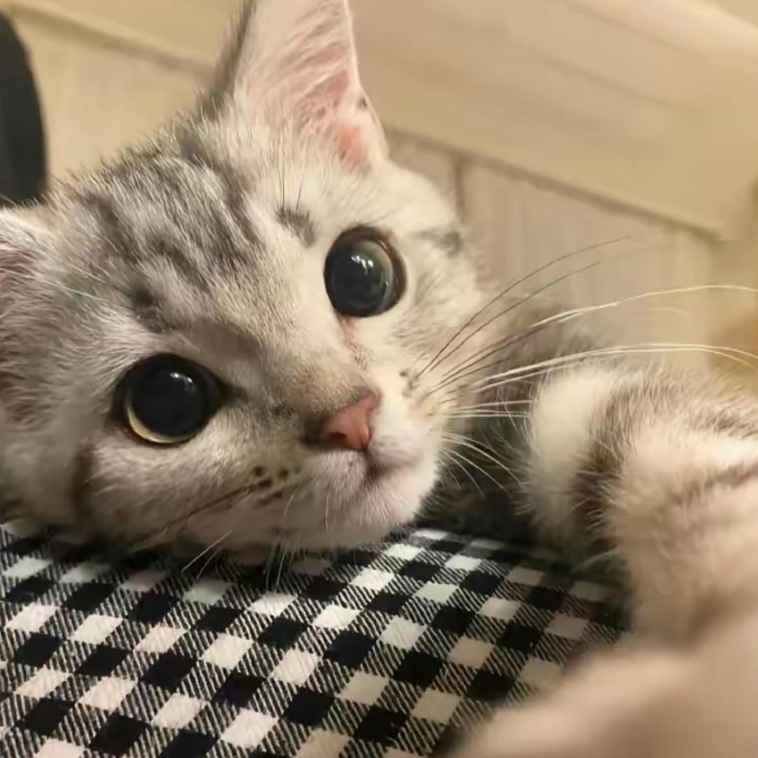 最近