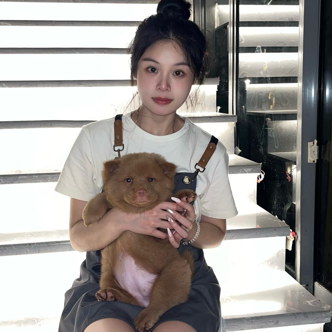 麦麦萌萌田园犬-珍珍