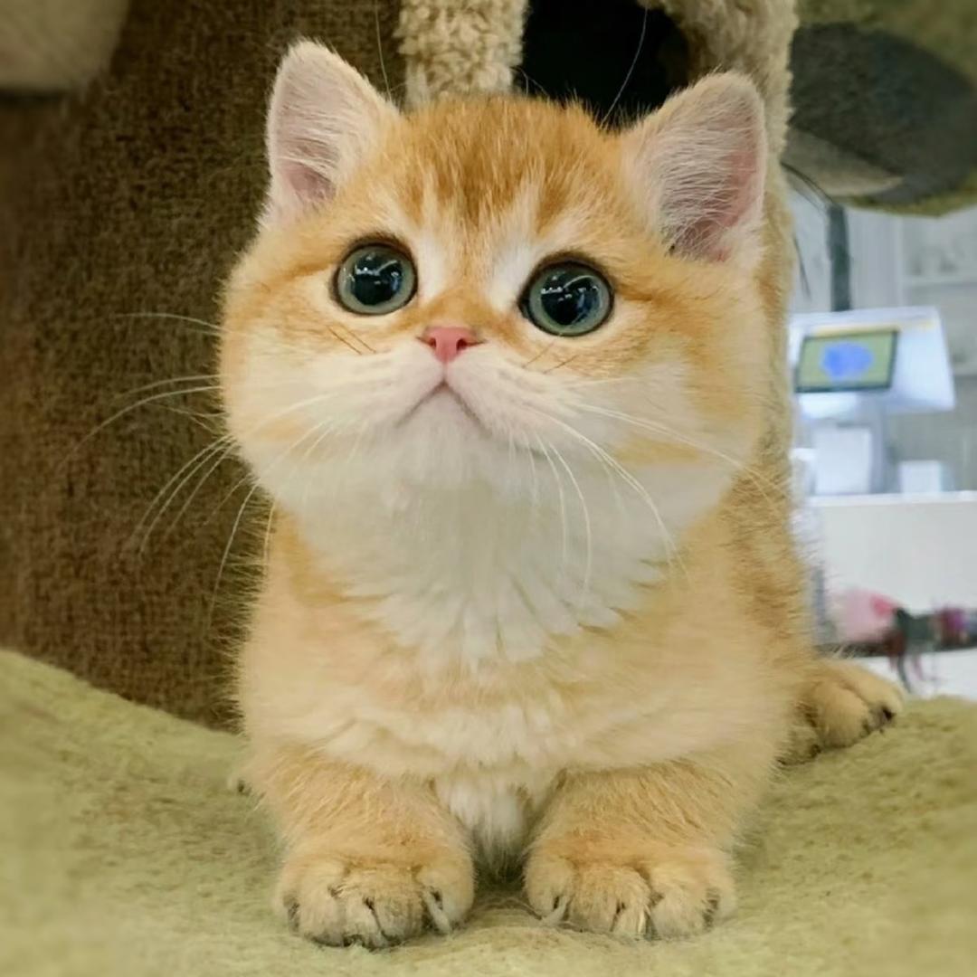 冰桃奶猫丸