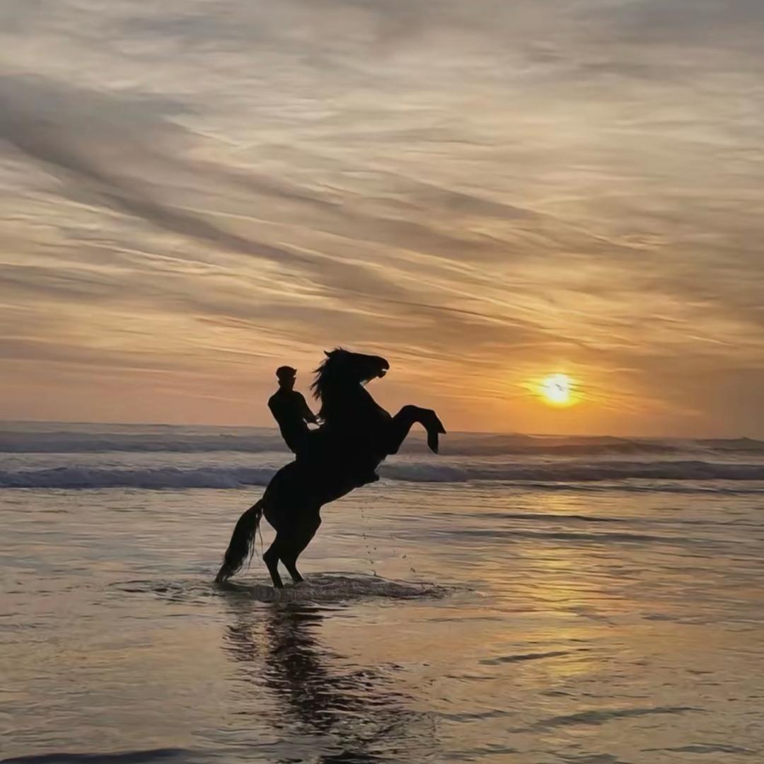 沧海月明               ╲