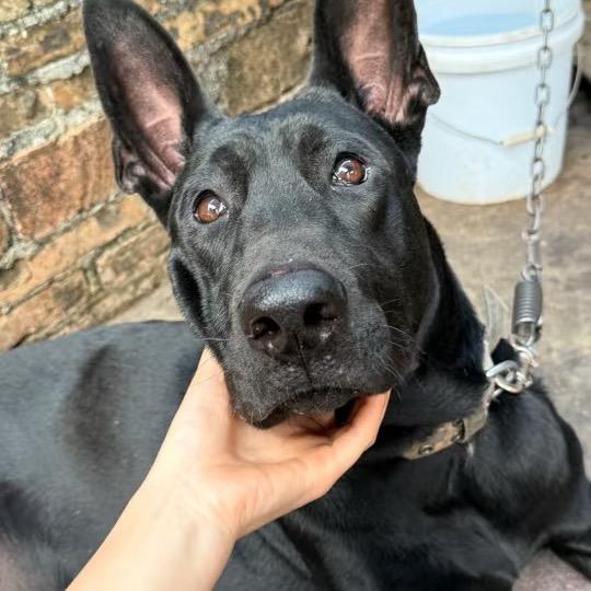 黑狼犬繁育