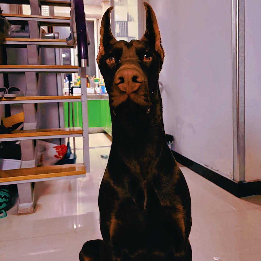 鑫杰宠物