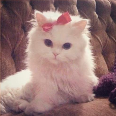 美式猫
