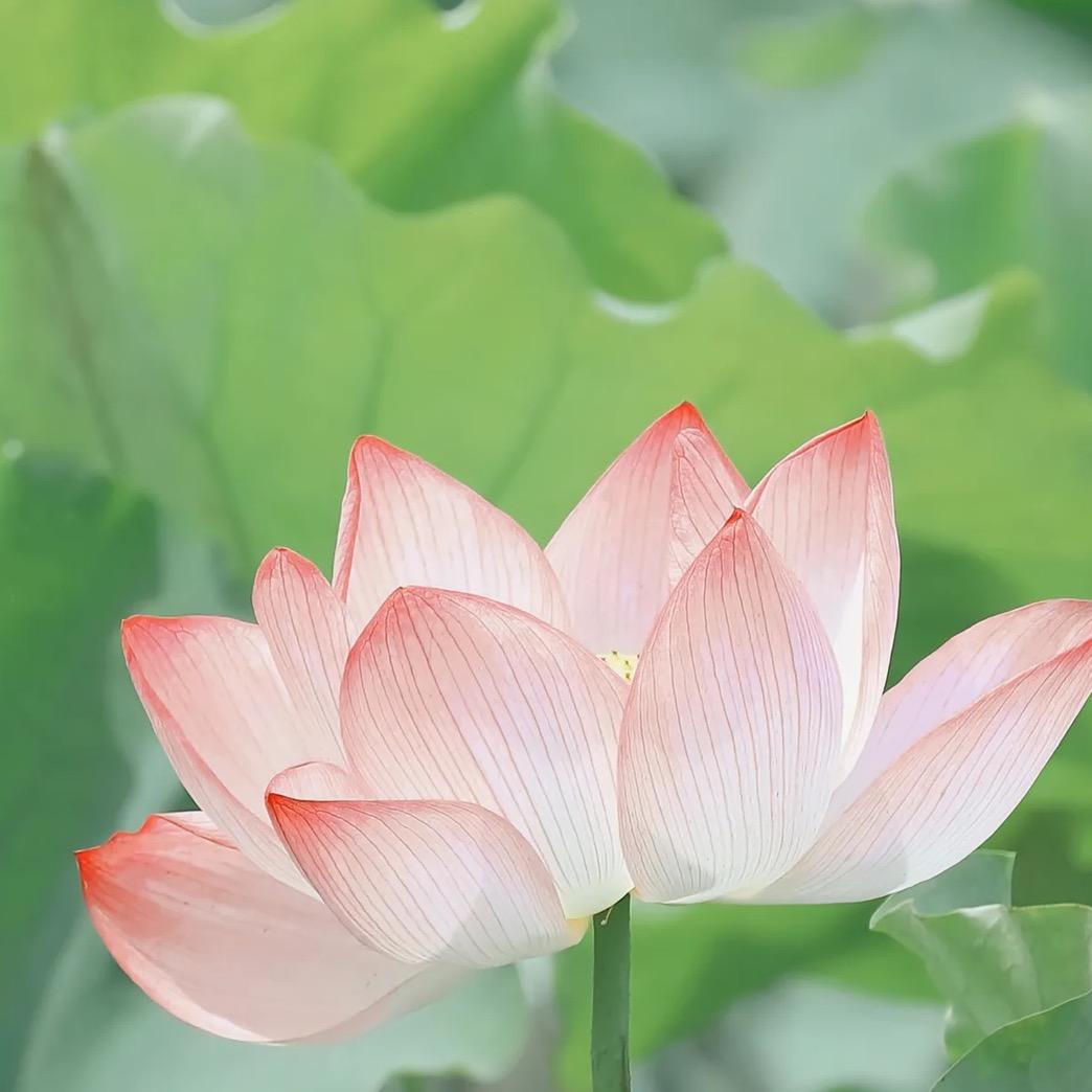 人生如梦
