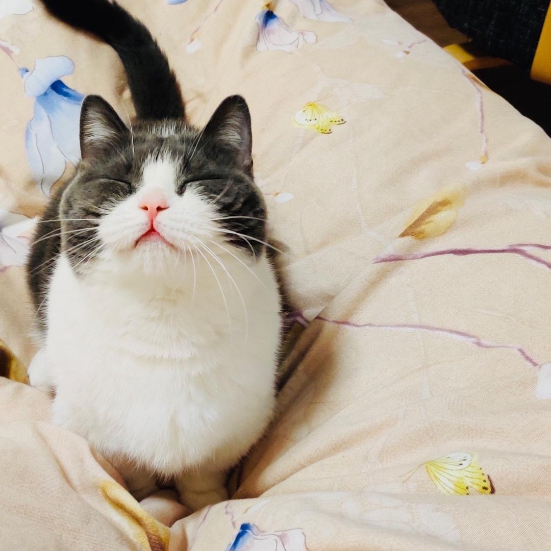 洋芋本芋^ω^