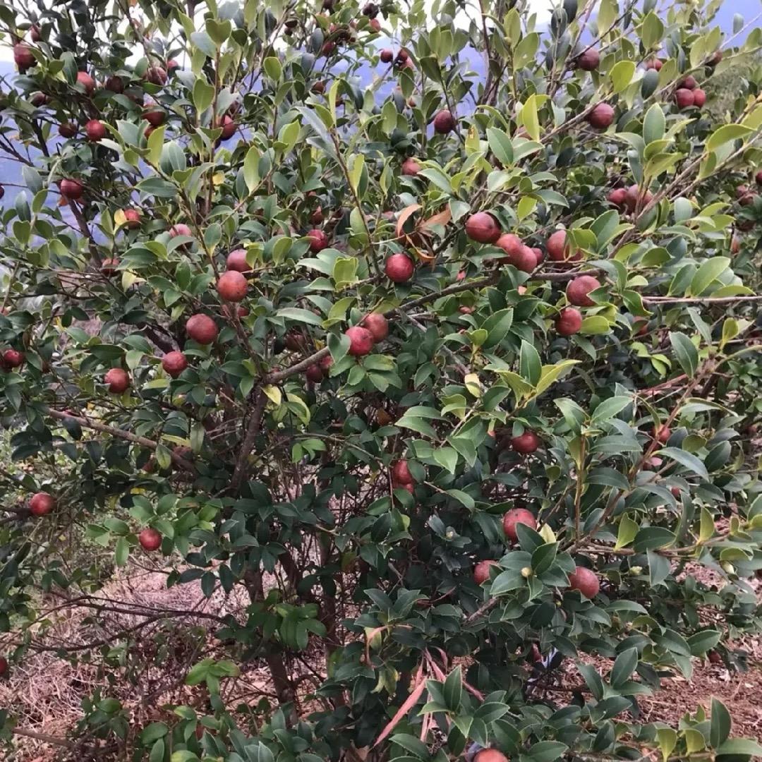 湘野油茶苗