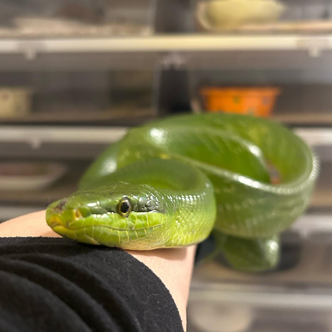 Uou（招🐍代理）