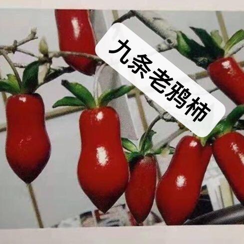 九条老鸦柿