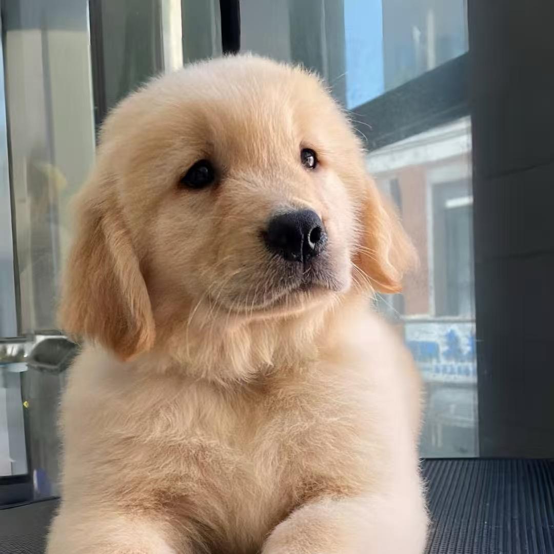 火木·金毛智选联盟✅