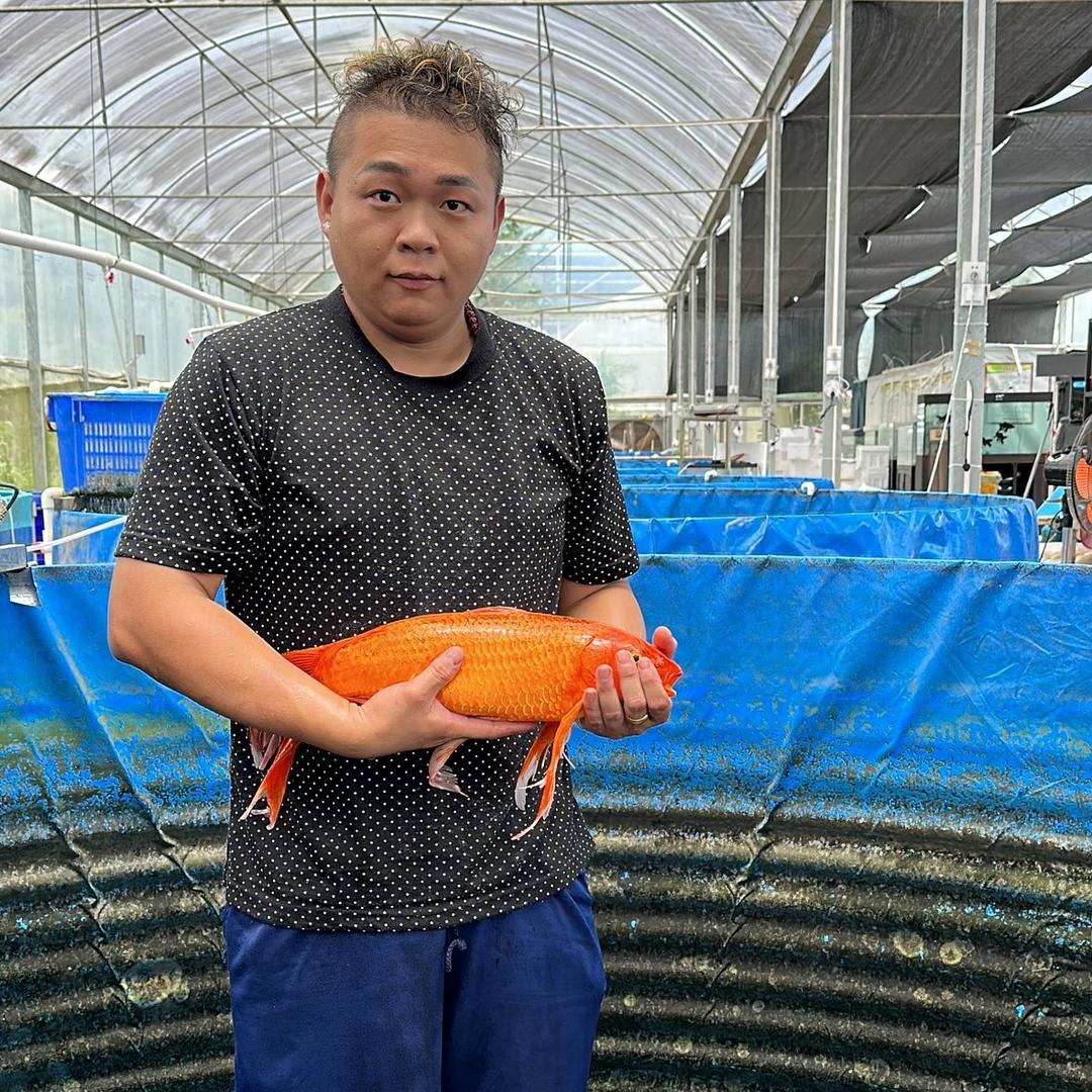 阿能观赏鱼