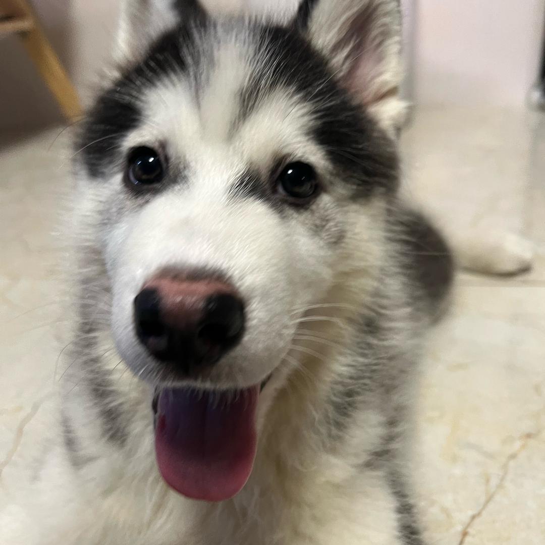 苏苏数码-苹果手机回收