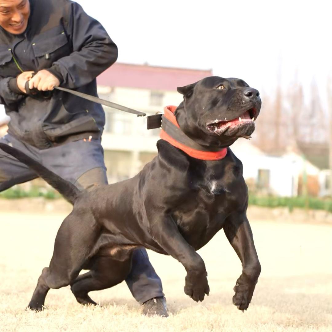 冈加