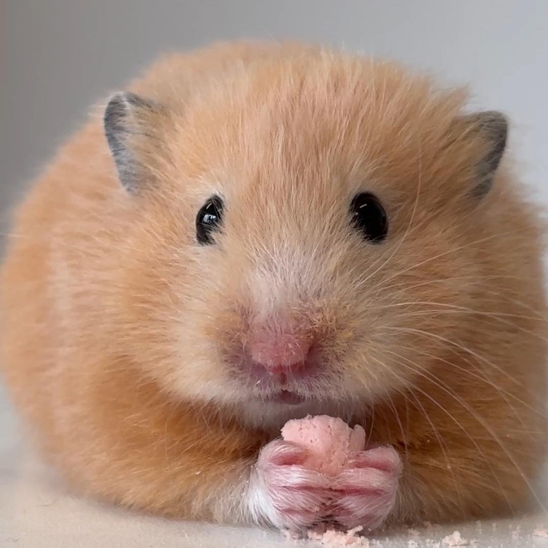 一闪一闪鼠星星