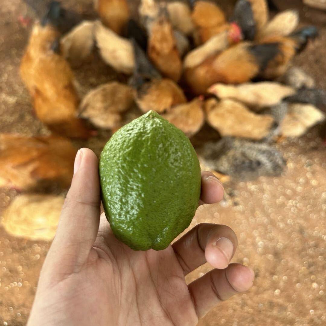 广东香水柠檬（湛江）