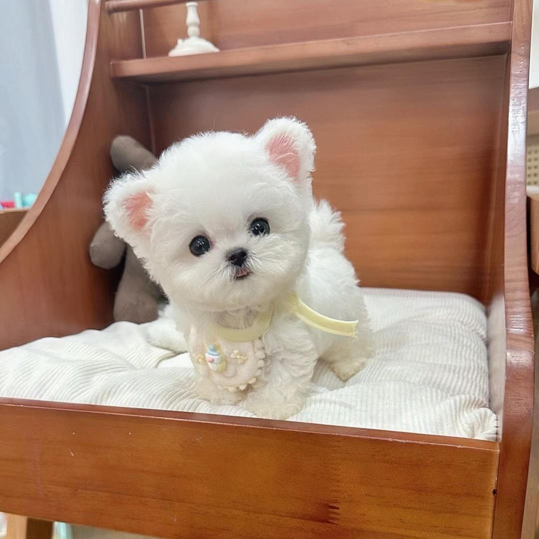 小美家的小狗🐶