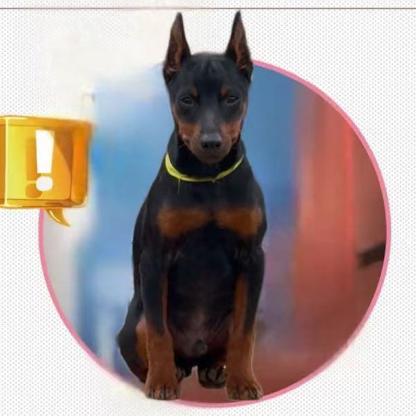 迷你宾莎是条小型犬（江苏吠阁犬舍）