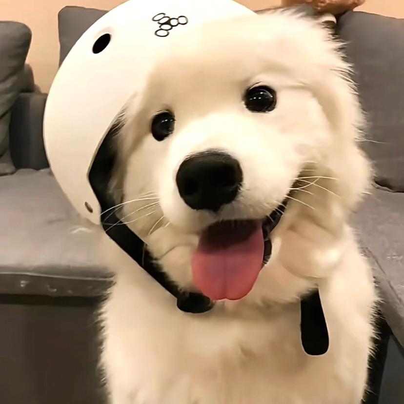 小羊o