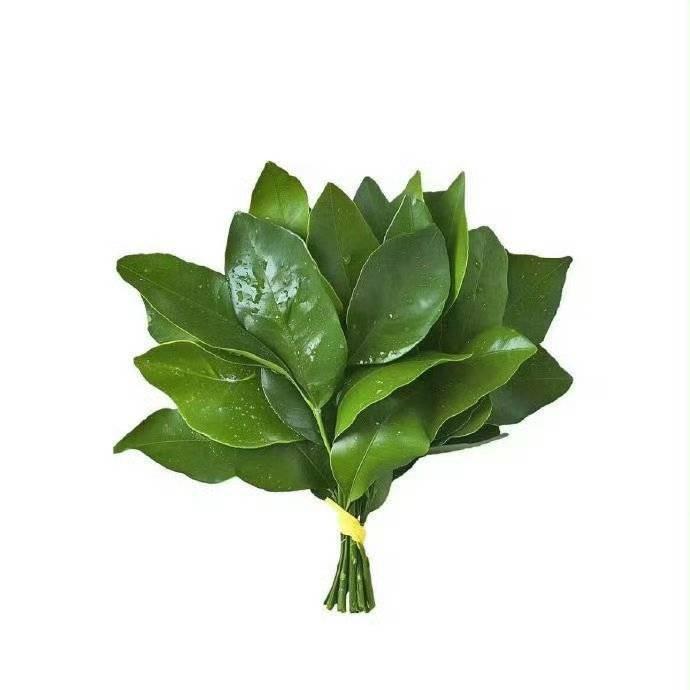 吃火锅必点海带苗