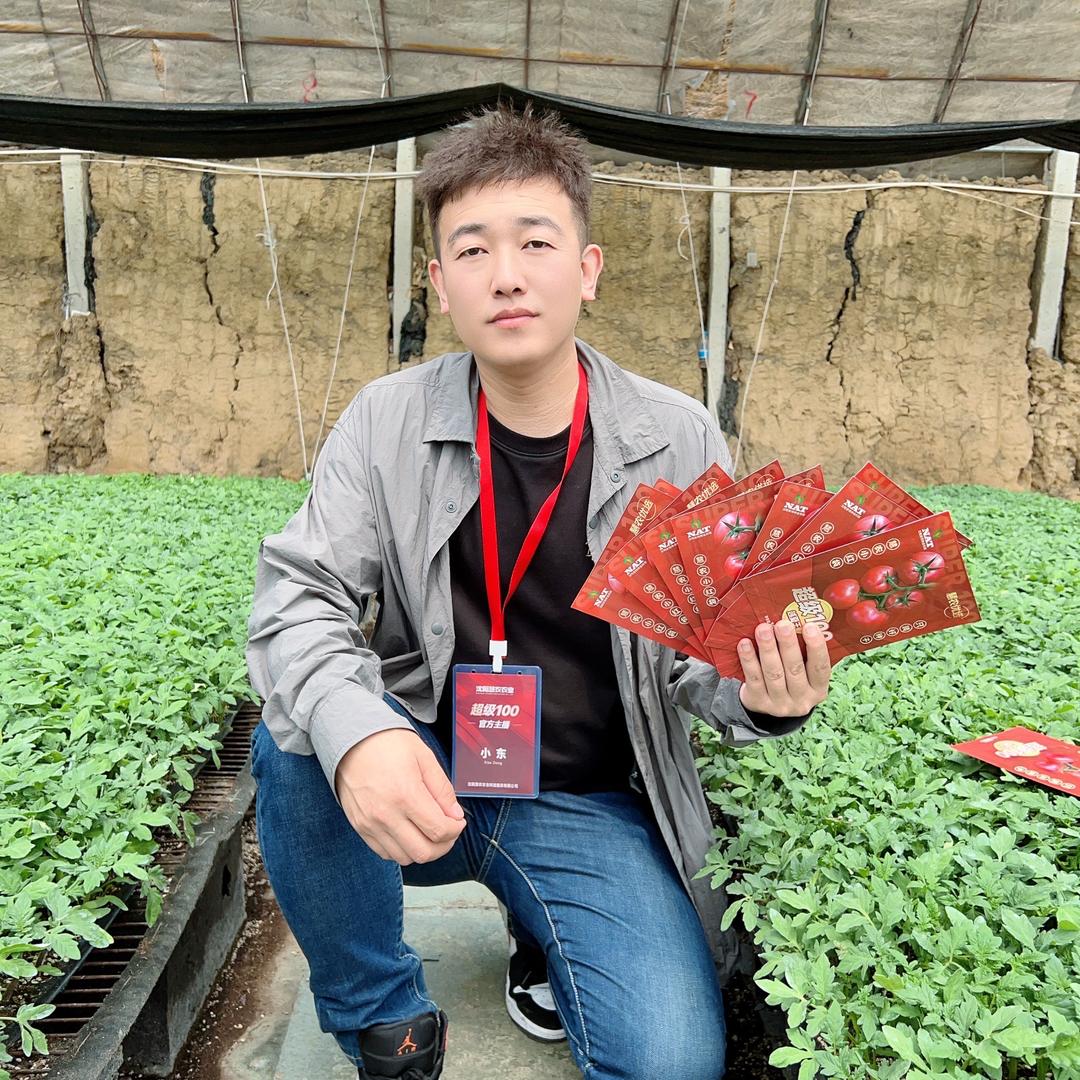 超级100番茄种子小东