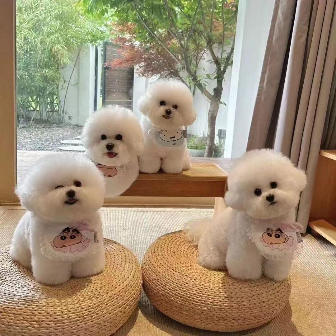 贵族萌宠