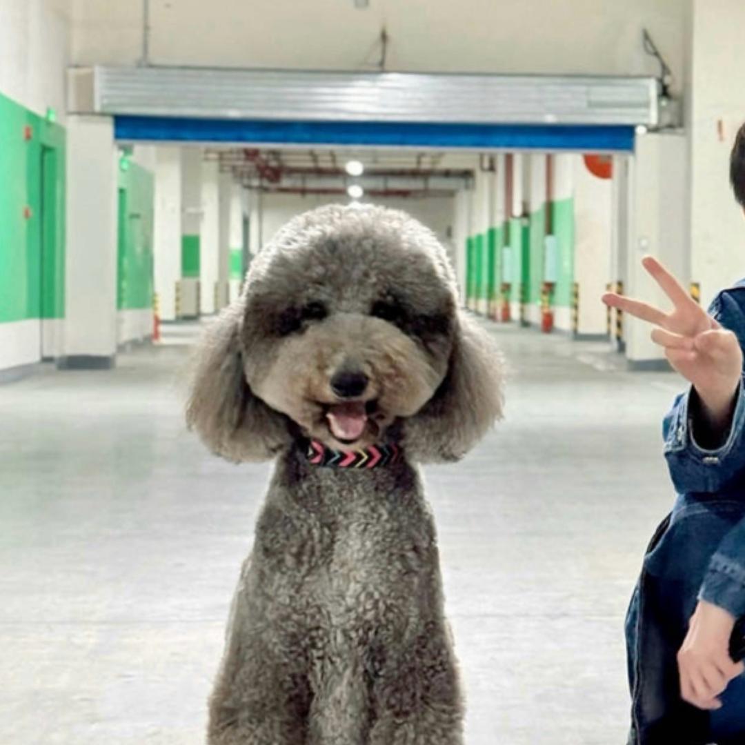 张鱼小丸子