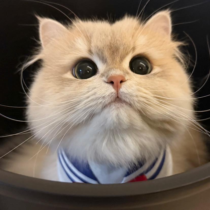 东京猫