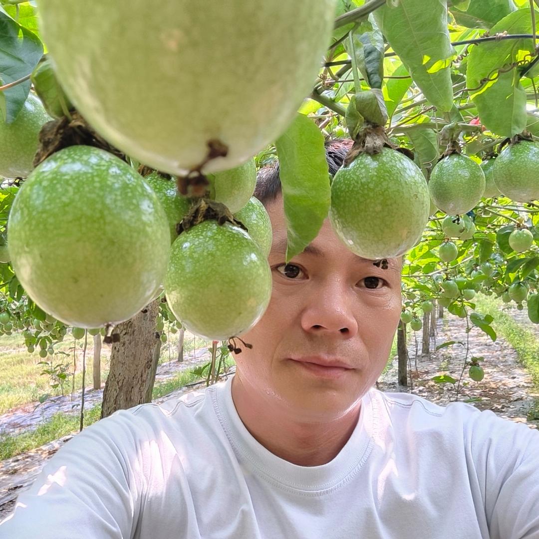 恒鑫农业百香果苗