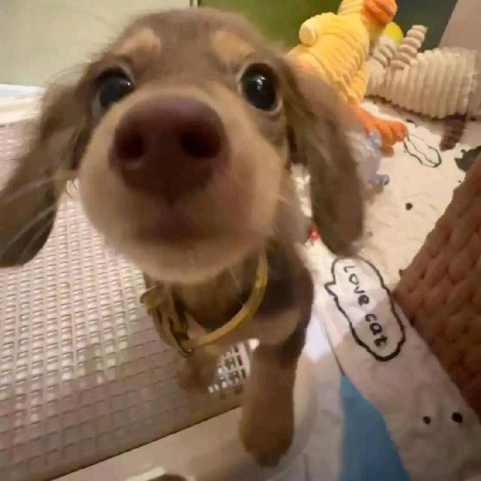 戴小呆(桐大人的小妾)