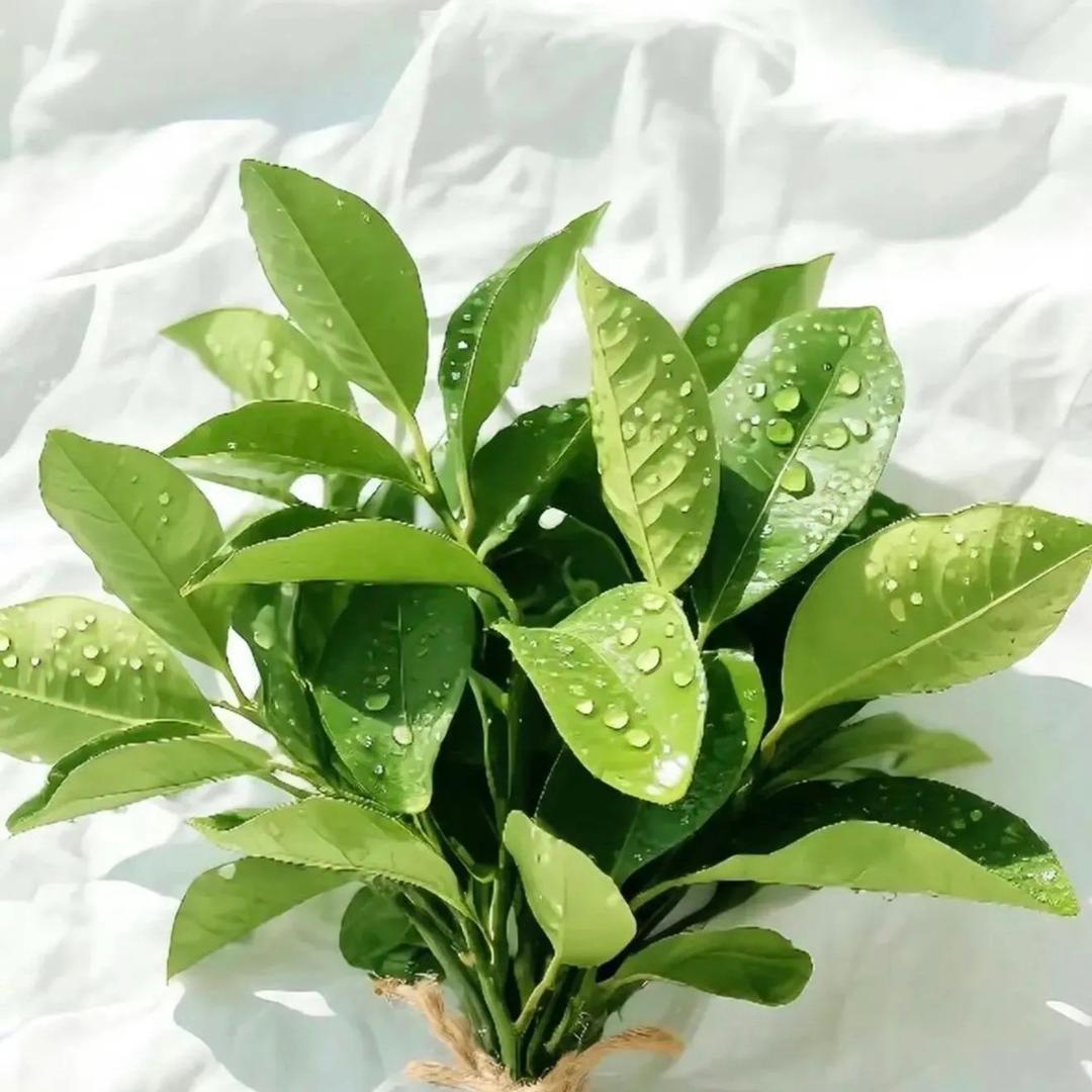 露露优质好物推荐