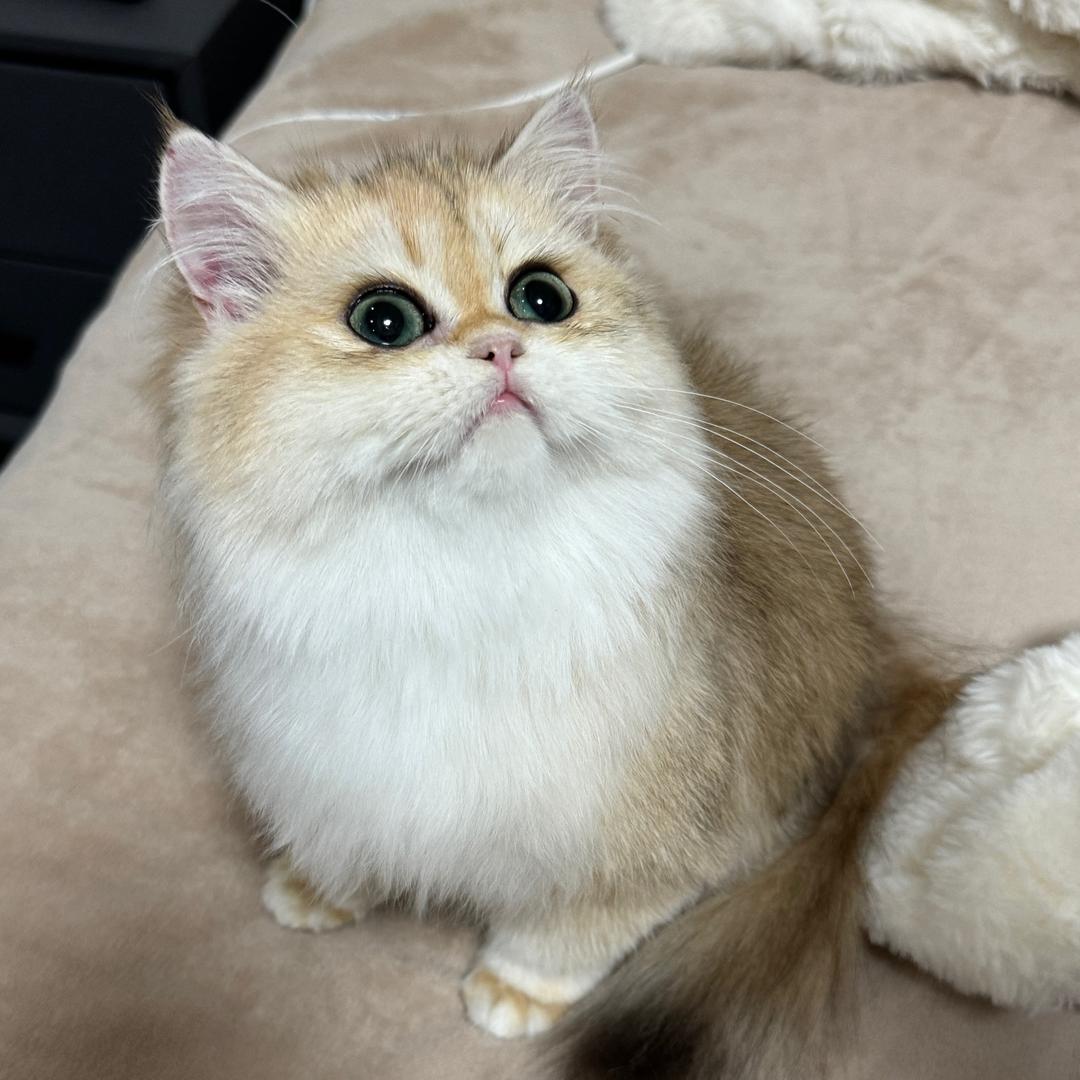 歆歆-