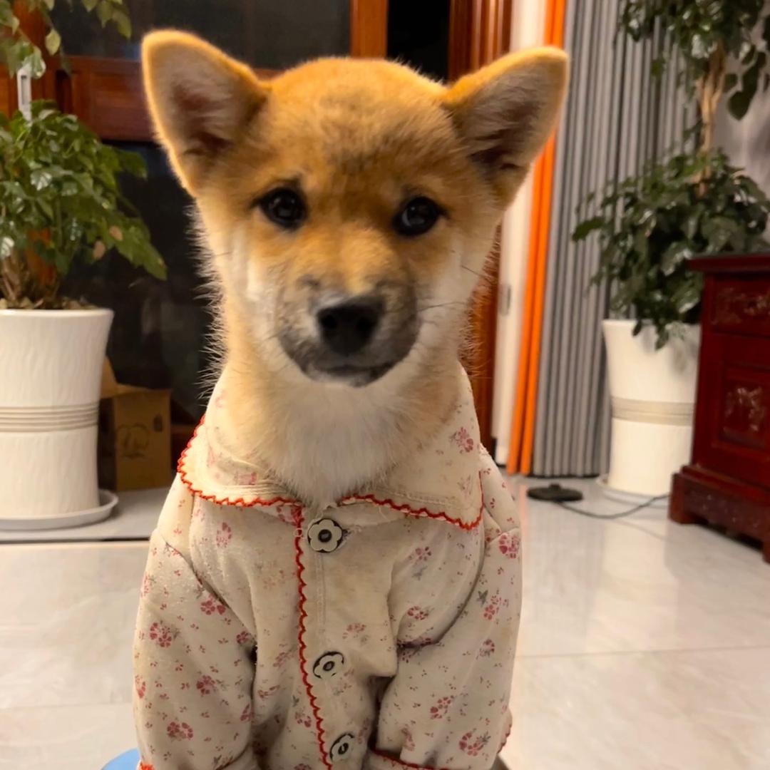 聚宝来啦