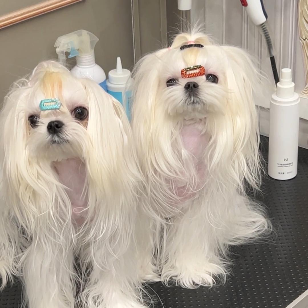 路易家Maltese