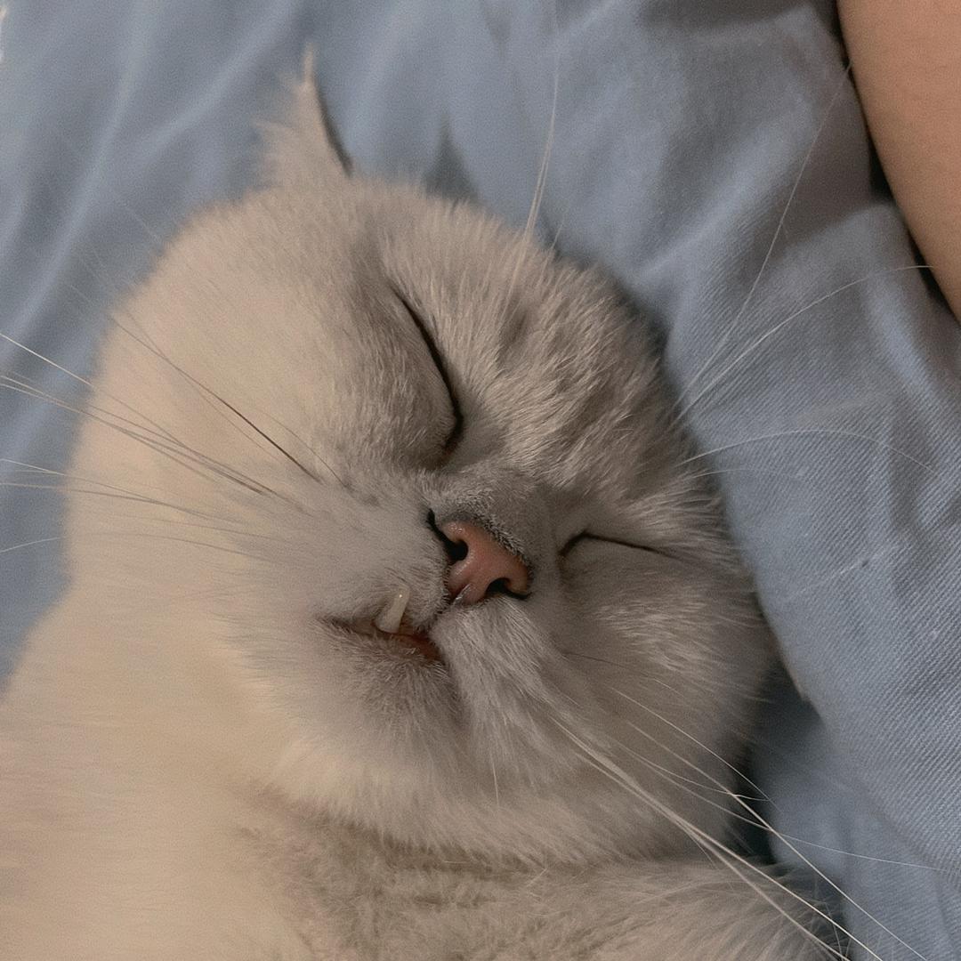 西瓜狗蛋豆