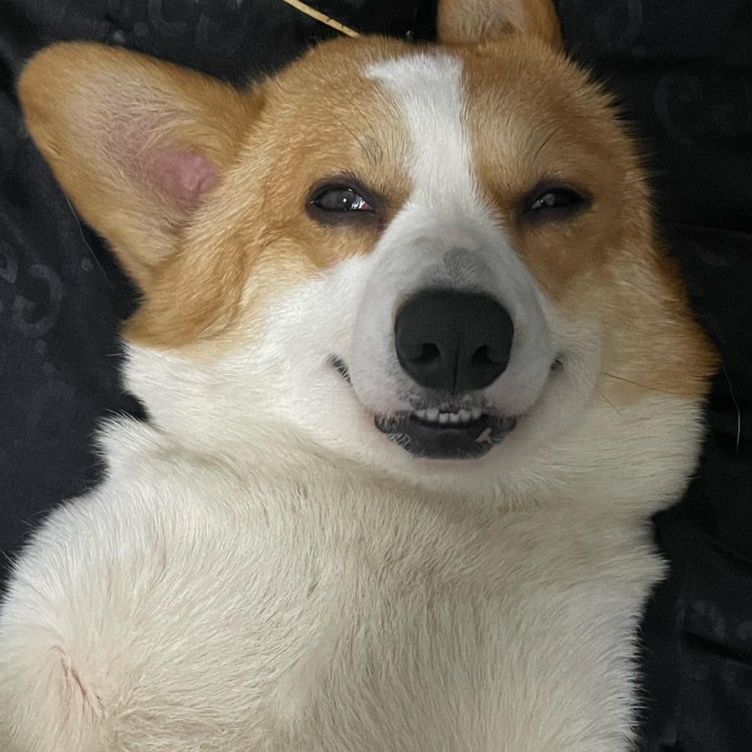 泰坦叽里咕噜菜鸟