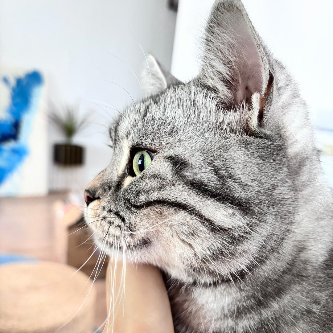 胖猫七仔🐱🐱