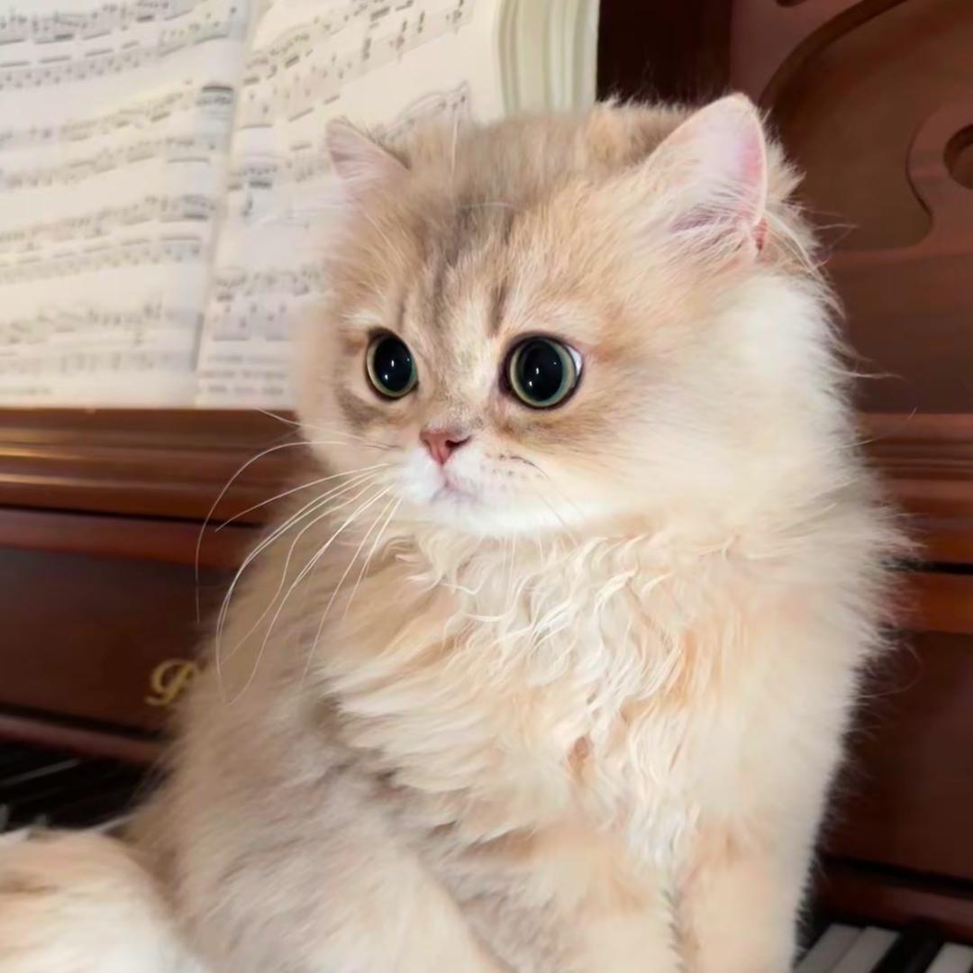觅心猫猫🐈