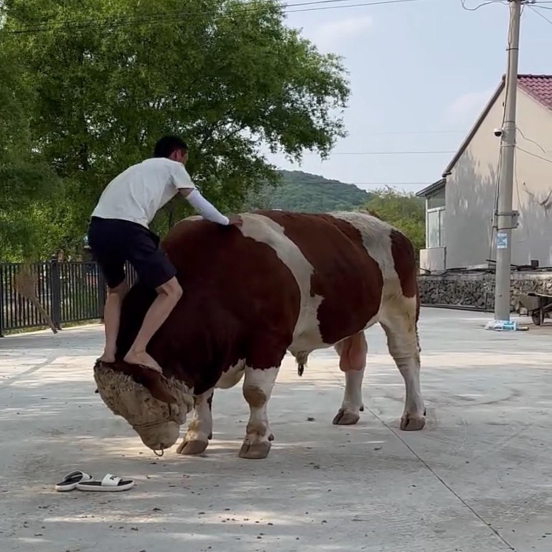 武哥哥牧业、武将军