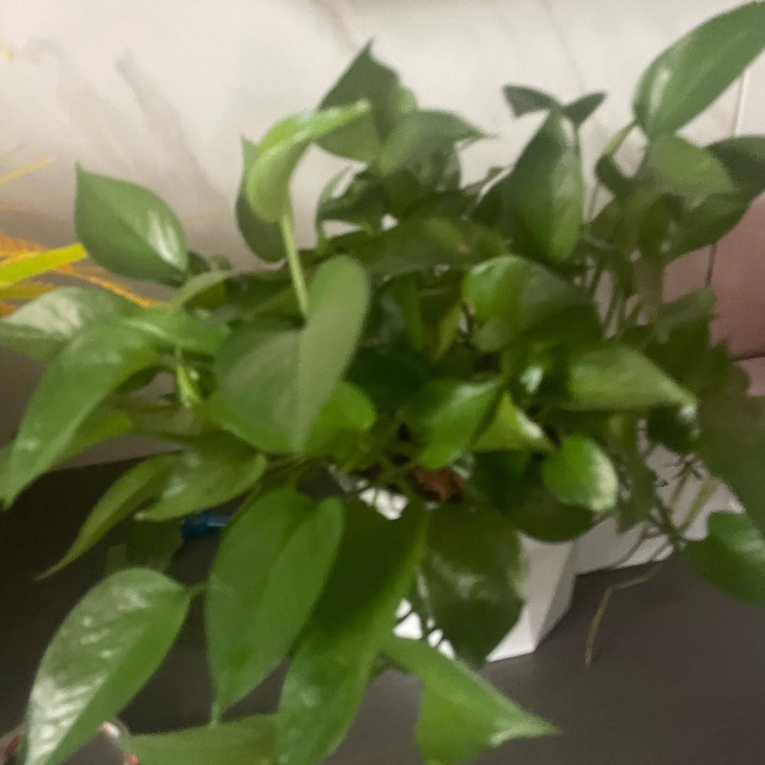 还好245