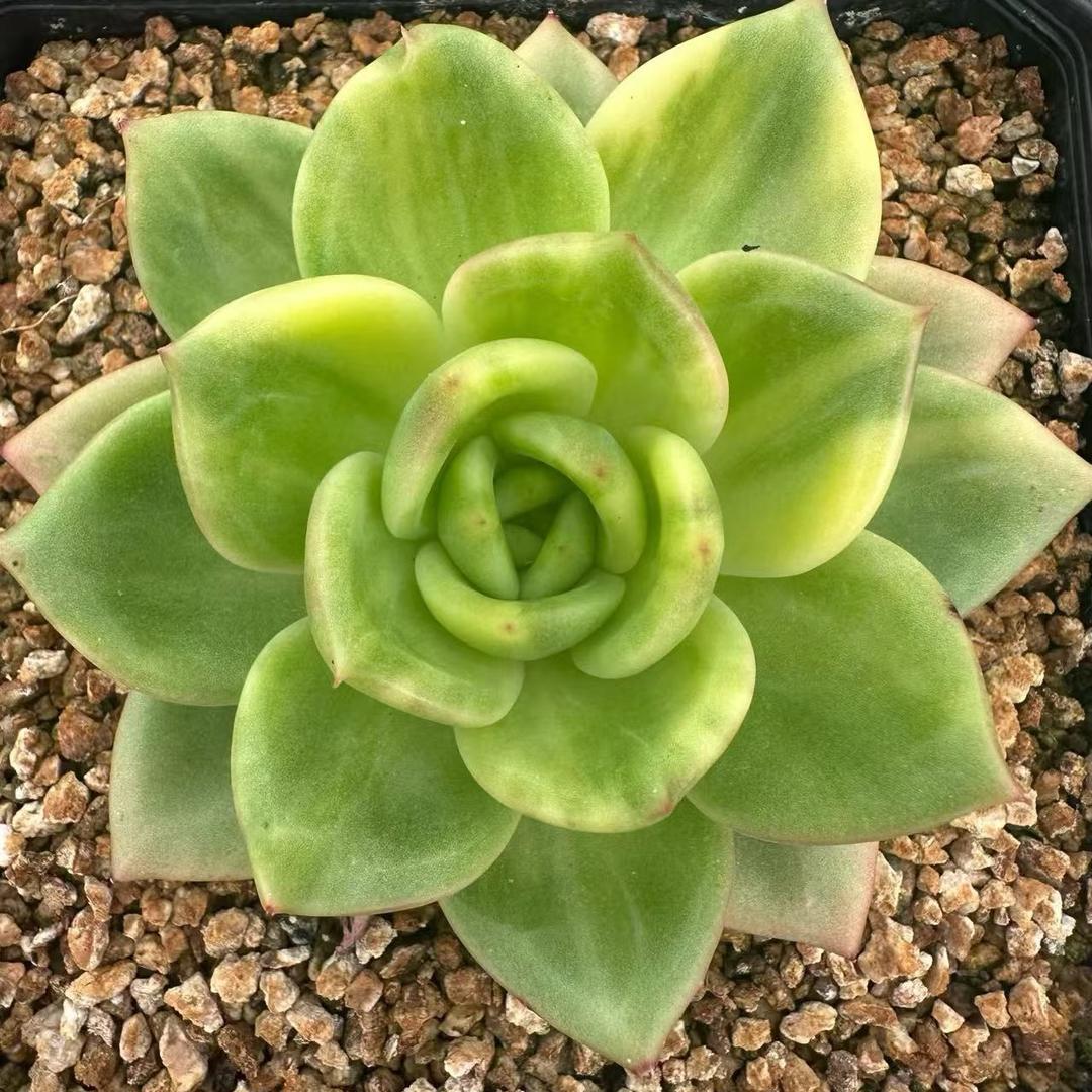 云南卖东云锦的大叔